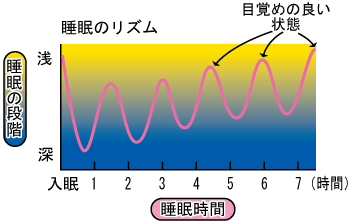 睡眠のリズム