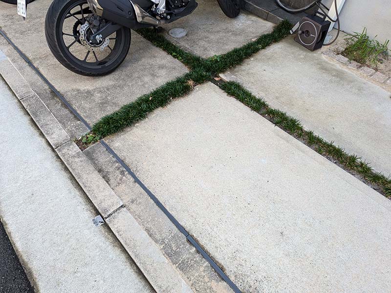 駐車場の溝にリュウノヒゲ