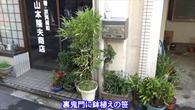 鬼門封じの鉢植えの笹