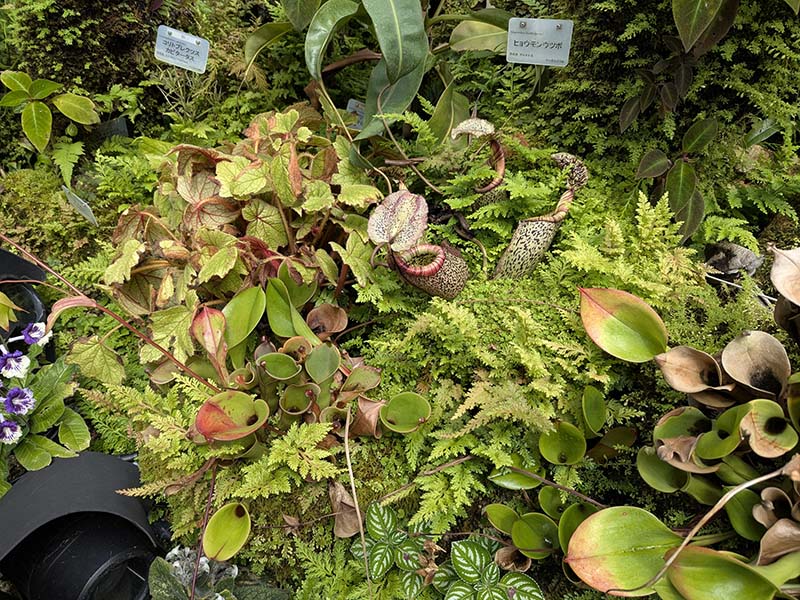 食虫植物のウツボカズラ